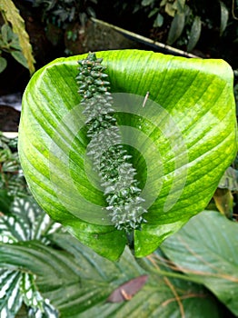 Spathiphyllum cochlearispathumÂ 